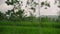 Car side window view of green coconut palm tree forest, rice fields terrace farming plantation. Train, road trip