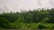 Car side window view of green coconut palm tree forest, rice terrace farming plantation. Train, road trip background on