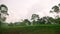 Car side window view of power lines and transmition towers in green rainforest jungle rural area. Electric distribution