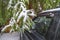 Car in the snow. Car is standing in winter storm on the street. Branch coniferous tree is covered with snow