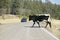 Car stops for large bull crossing highway in open-range of Mescalero Apache Indian Reservation, New Mexico