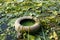 Car tire lies in the river in the seaweed on the banks of the dnieper river in summer, environmental pollution