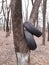 Car tires on a tree trunk 1