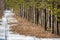 The car trail is disappearing on a melting snow road