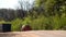 A car and a truck on a slope on a forest road. Back view.