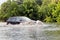 Car trying to drive against flood on the street in Gdansk, Poland.