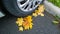 Car wheel on road. Close up. Yellow fallen maple leaves on asphalt. Golden autumn street. Travelling. Driving. Automobile hubcap.