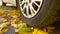 Car wheel on road. Close up. Yellow orange dry fallen maple leaves on earth. Golden autumn street. Driving. Automobile. Protection