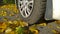 Car wheel on road. Yellow dry fallen maple leaves on asphalt. Autumn street scene. Travelling. Driving. Protection auto. Fall.