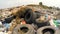 Car Wheels At Garbage Dump