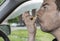 In the car, a young man with a finger in his nose, picks his nostrils.