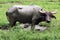 Carabao (Bubalus bubalis carabanesis)