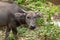 Carabao Buffalo in the Philippines