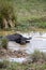 Carabao Buffalo in the Philippines