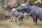 Carabao Buffalo in the Philippines