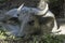 A Carabao enjoying the cool gray mud at a waterhole in Bohol. The Carabao buffalo is a swamp-type breed of domestic water buffalo