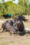 A carabao sitting on dried grassland