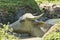 A carabao wallowing in a mud hole to cool off from the heat. At a small village in Bohol, Philippines