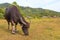 Carabao or Water Buffalo in Nacpan, Philippines