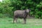 Carabao, water buffalo in the nature of the Philippines.