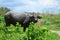 Carabao, water buffalo in the nature of the Philippines.