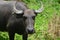 Carabao, water buffalo in the nature of the Philippines.