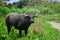 Carabao, water buffalo in the nature of the Philippines.