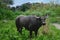 Carabao, water buffalo in the nature of the Philippines.