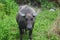 Carabao, water buffalo in the nature of the Philippines.