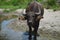 Carabao, water buffalo in the nature of the Philippines.