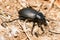 Carabus coriaceus