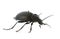 Carabus coriaceus