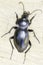 Carabus glabratus / smooth ground beetle close-up