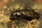 Carabus granulatus