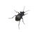 Carabus hortensis groundbeetle with golden spots