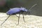 Carabus intricatus / the blue ground bettle in natural habitat