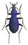 Carabus intricatus ground beetle