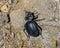 Carabus nemoralis, the bronze carabid, on rocky ground in the High Atlas Mountains of Morocco.