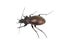 Carabus nemoralis ground beetle isolated