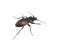 Carabus nemoralis ground beetle isolated