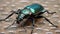 Carabus scabrosus caucasicus, common name huge violet ground beetle, is a species of predatory beetle, feeding on terrestrial