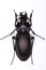 Carabus violaceus ground beetle