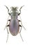 Carabus violaceus piceneus