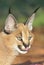 Caracal