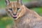 Caracal (African Lynx) cat