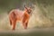 Caracal, African lynx, in dry sand desert. Beautiful wild cat in nature habitat, Kgalagadi, Botswana, South Africa. Animal face to