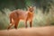 Caracal, African lynx, in green grass vegetation. Beautiful wild cat in nature habitat, Botswana, South Africa. Animal face to