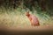 Caracal, African lynx, in green grass vegetation. Beautiful wild cat in nature habitat, Botswana, South Africa. Animal face to