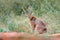 Caracal, African lynx, hidden in green grass vegetation. Beautiful wild cat in nature habitat, Botswana, South Africa. Animal in b