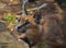 Caracal also know as African golden Cat